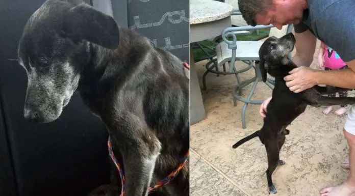 Emaciated Dog Seized By Police Wags Tail Again After Having 7-Pound Tumor Removed