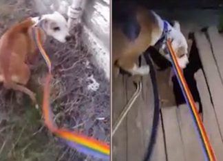 Stray Dog Keeps Escaping, Rescuers Can’t Hold Back Their Tears When They Learn the Reason Why