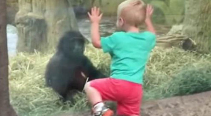 Toddler Gets Too Close to a Baby Gorilla