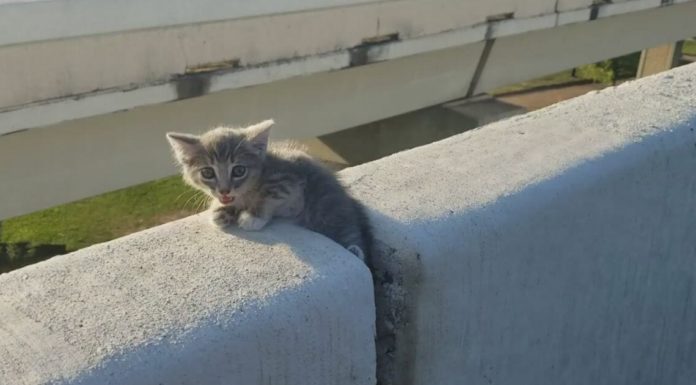 Tiny Kitten Stuck Between Concrete Blocks on Busy Road is Saved by a Passerby