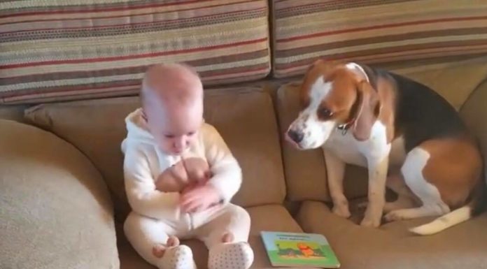 Mom and Dad never had to teach their dog how to love their baby girl