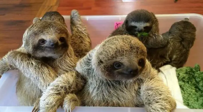 If you have never heard a sloth ‘speaking’, here’s your chance