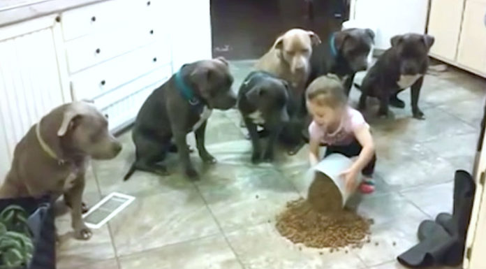 4-year-old girl feeds and controls 6 Pit Bulls