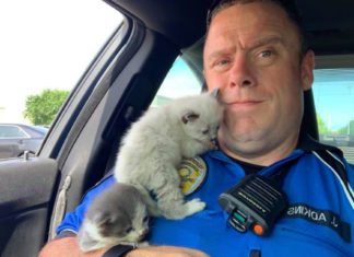 Rescue kittens can’t stop cuddling with the police officer who saved their lives