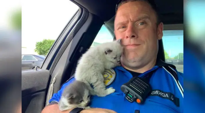 Rescue kittens can’t stop cuddling with the police officer who saved their lives
