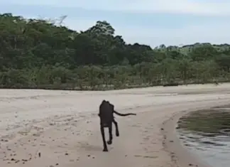 Ship docks at a deserted island and a skeletal dog starts running towards it