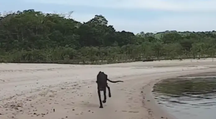 Ship docks at a deserted island and a skeletal dog starts running towards it