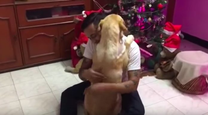 Dog Returns Home After Surgery and Gives His Dad a Big Hug