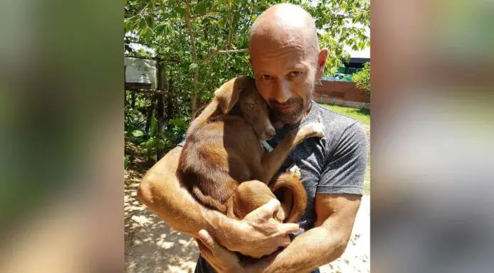 Puppy Saved From Slaughterhouse Shows Her Gratitude in an Incredible Manner