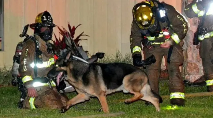 Firefighters follow retired police dog to toddlers trapped in burning house