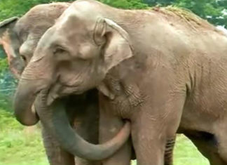 Watch this emotional reunion between two circus elephants that hadn’t seen each other in 22 years