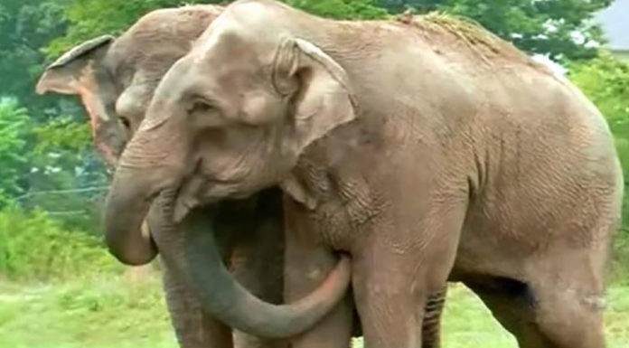 Watch this emotional reunion between two circus elephants that hadn’t seen each other in 22 years