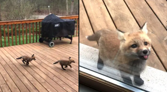 Cute Fox Cubs Turn Grandma’s Porch Into Their Playground