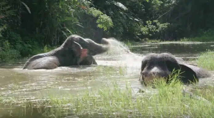 Elephants Celebrate By Splashing Around In The Water For The First Time After Being Freed From Captivity