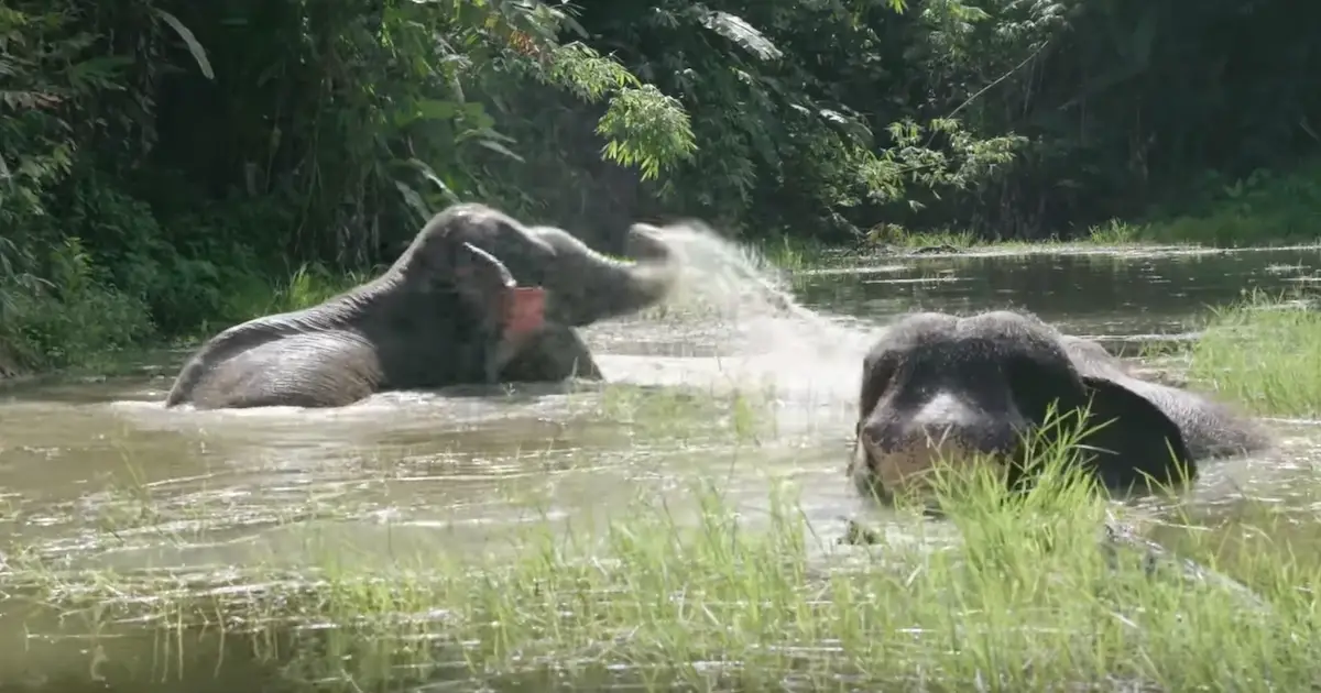 Elephants Celebrate By Splashing Around In The Water For The First Time ...