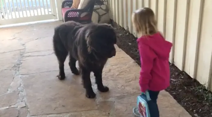 Little Girl Says Goodbye To The Dog Every Morning Before School