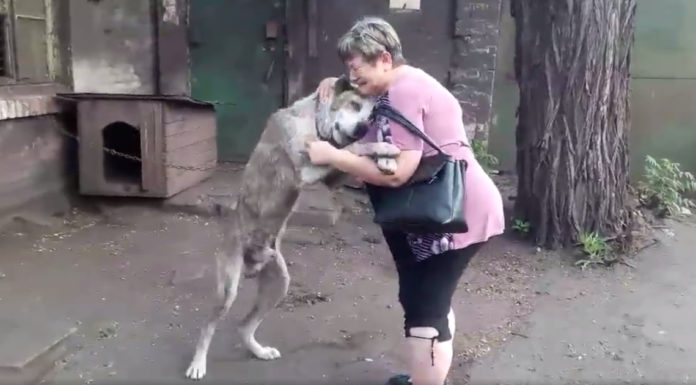Dog Who Was Lost For Years Gets To See His Owner Again