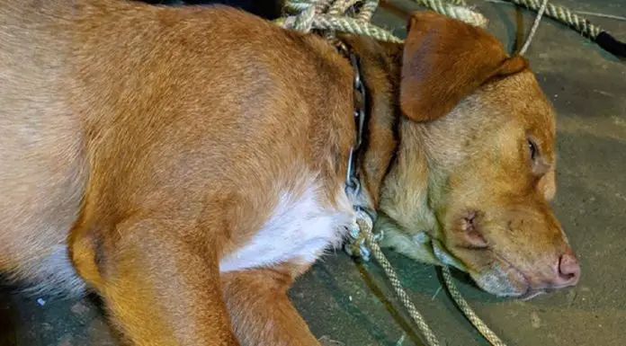 Exhausted Dog Found Swimming a Staggering 130 Miles From Shore