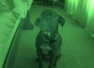 Night Vision Camera Catches Pit Bull’s ‘Awkward’ Morning Routine