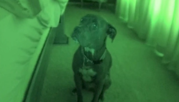 Night Vision Camera Catches Pit Bull's 'Awkward' Morning Routine