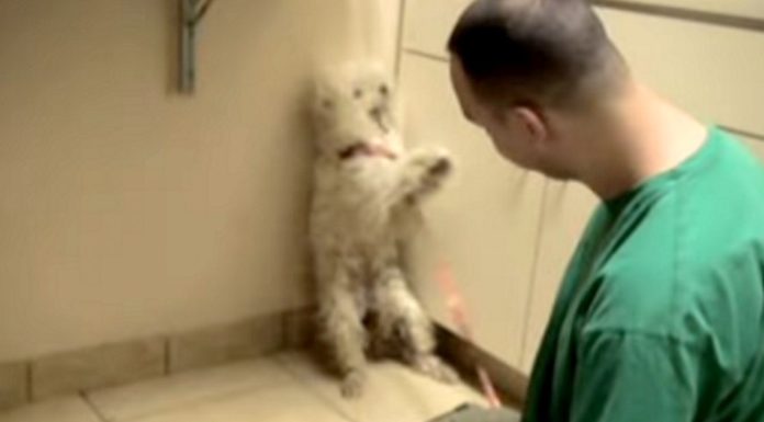 Dog taken out of shelter just an hour before he was set to be put down