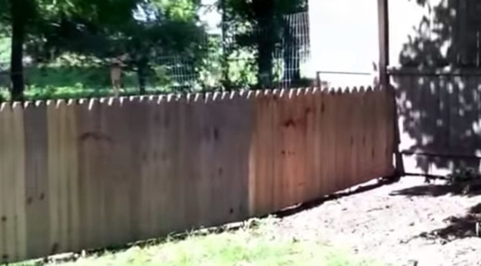 Man Builds High Fence to Prevent Dog From Escaping the Yard but Fails Miserably and Has Us All in Stitches