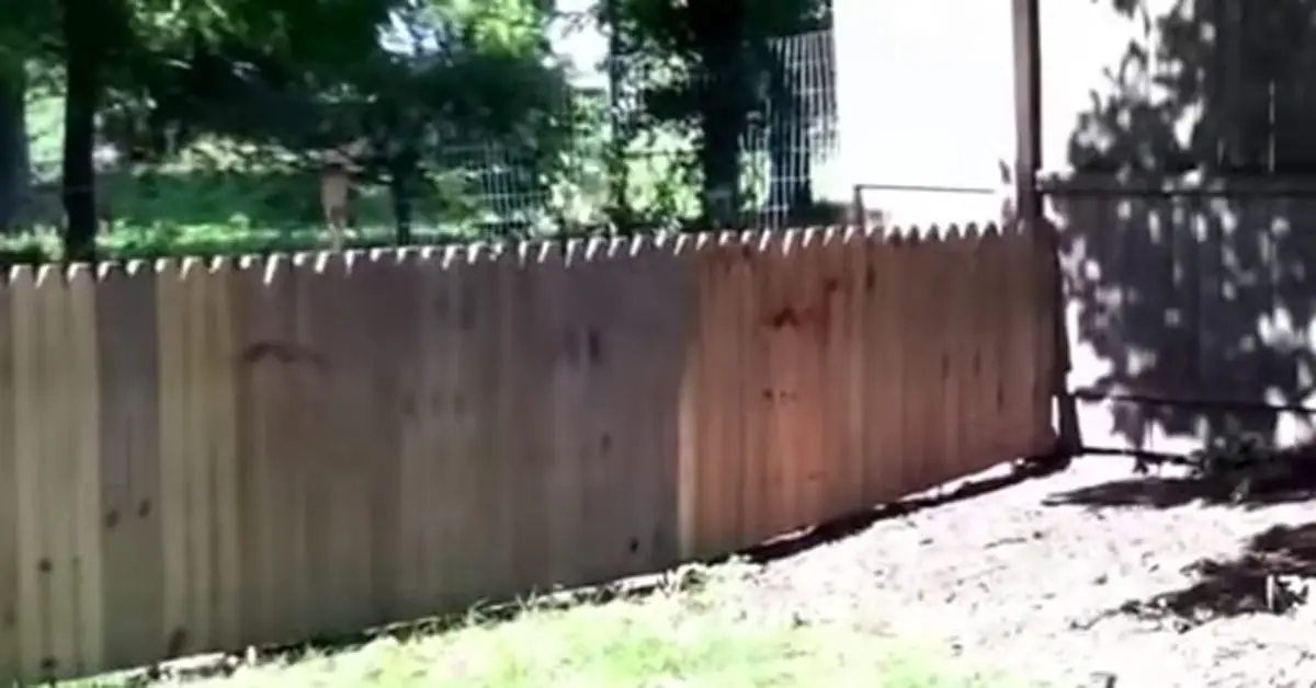 Man Builds High Fence To Prevent Dog From Escaping The Yard But Fails ...