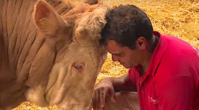 Bull Who Spent His Entire Life Chained To A Rail is Finally Set Free