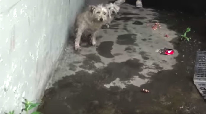 Two Dogs Stranded In Sewer Wouldn’t Stop Crying Until Someone Heard Their Call for Help