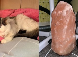 The potential dangers of Himalayan salt lamps for your pets