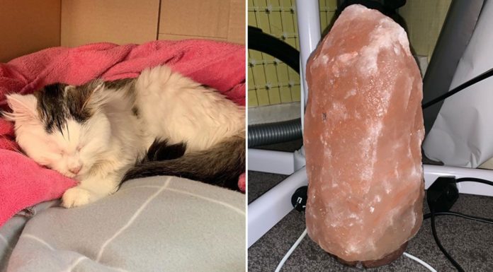 The potential dangers of Himalayan salt lamps for your pets
