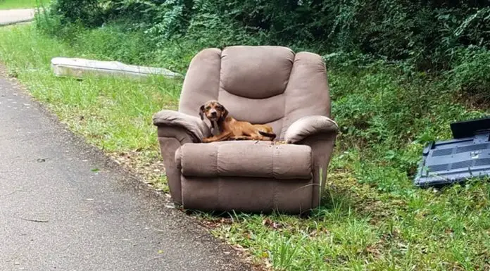 Starving Puppy Was Dumped In The Middle Of The Road In Chair And Too Afraid To Leave It To Find Food