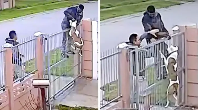 Owner Acts Fast and Saves Pit Bull From Sneaky Thief, Films and Posts It For Everyone to See