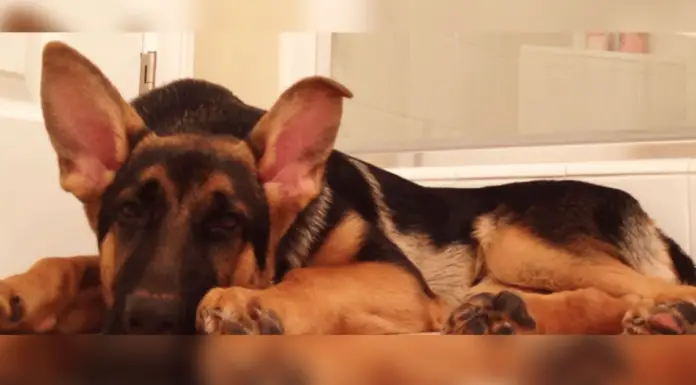 German Shepherd hears owner singing and decides to join in