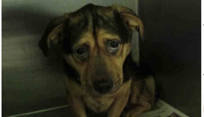 Couple Sees Photo of the Saddest Dog and Adopts Him Despite the Warnings From Shelter