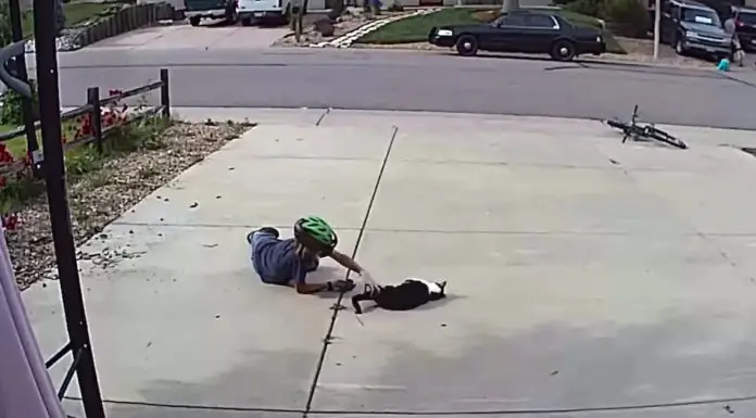 Little Boy Takes Time to Play With the Neighbor’s Cat Other Kids Find “Scary”