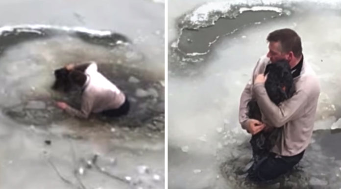 Man saves tiny pup from certain death by jumping into icy water and bringing it to safety