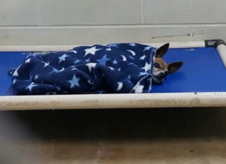 Senior Chihuahua who ended up at a shelter tucked himself into bed every night