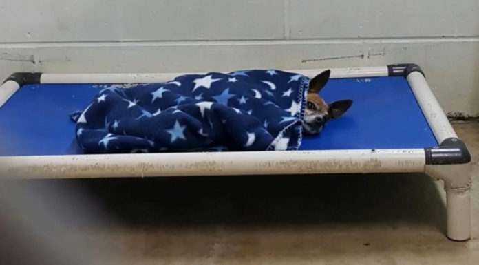 Senior Chihuahua who ended up at a shelter tucked himself into bed every night
