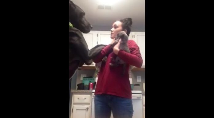 Great Dane Gets Jealous of the New Puppy and Throws the Most Hilarious Tantrum