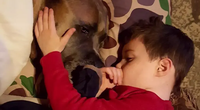 Dog Pushes Himself To Walk Again So He Can Be With His Favorite Boy