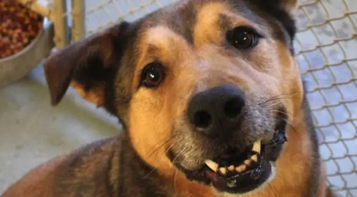 German Shepherd Finds A Home After Spending 2,381 Days In The Shelter