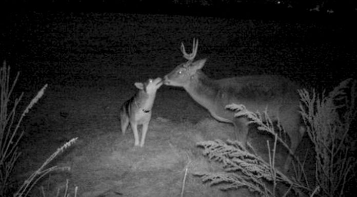 Dog Sneaks Away From Home to Make Friends With Deer