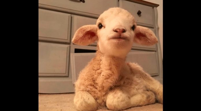 Lamb Finds in a Dog the Mother He Never Had