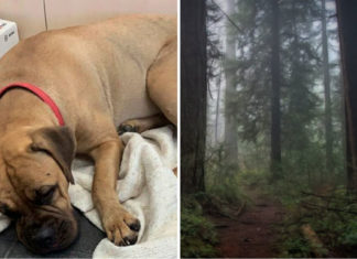 Loyal dog travels 125 miles to find owners that rejected her