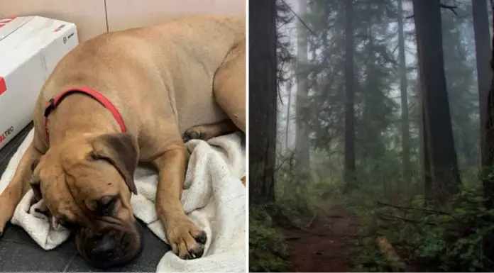 Loyal dog travels 125 miles to find owners that rejected her