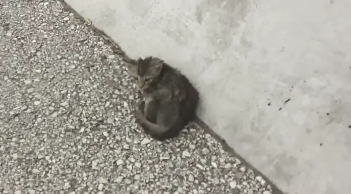 Man spots a freezing kitten at the side of the road and it turns into one of the best rescues we’ve ever seen