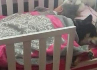 Mom thinks dog is lost, only to find him napping with her toddler