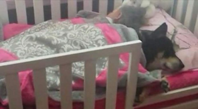 Mom thinks dog is lost, only to find him napping with her toddler