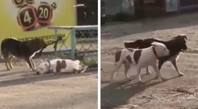 Stray Dog Undertakes a Mission of Rescuing a Tied Up Pup